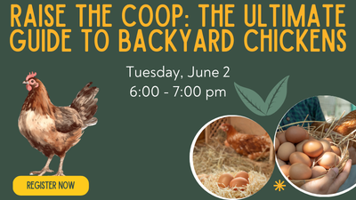 Raise The Coop: The Ultimate Guide to Backyard Chickens
